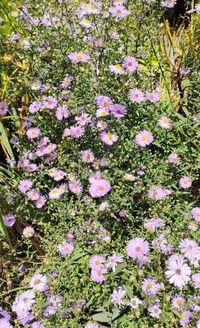 Image 2 of Aster (Mauve)