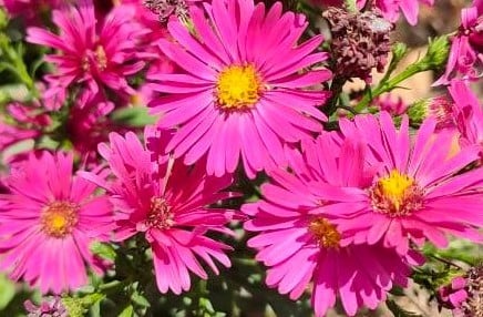 Image of Aster (Ruby/Wine)