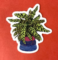 Image 2 of Rattlesnake Plant Sticker -Weatherproof
