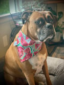 Watermelon Dog Bandana