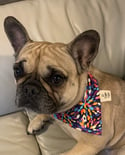 Paint Flower Dog Bandana