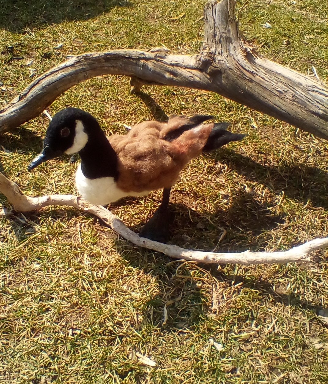 Image of Canadian goose