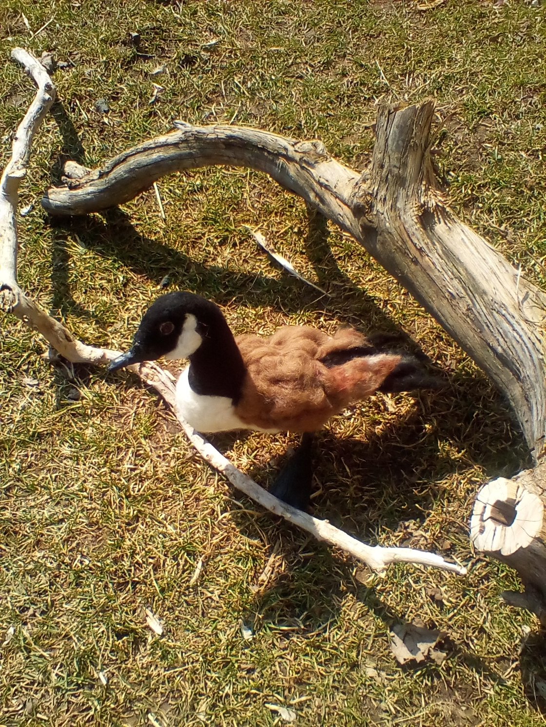 Image of Canadian goose