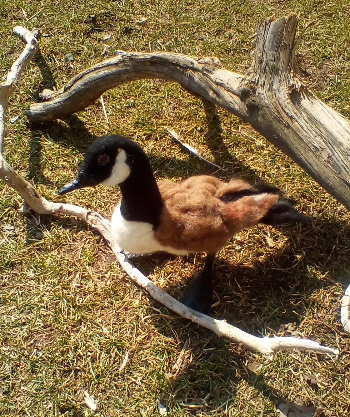 Image of Canadian goose