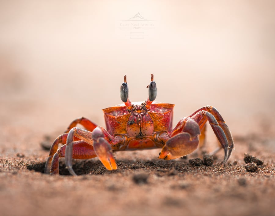 Image of Red Land Crab