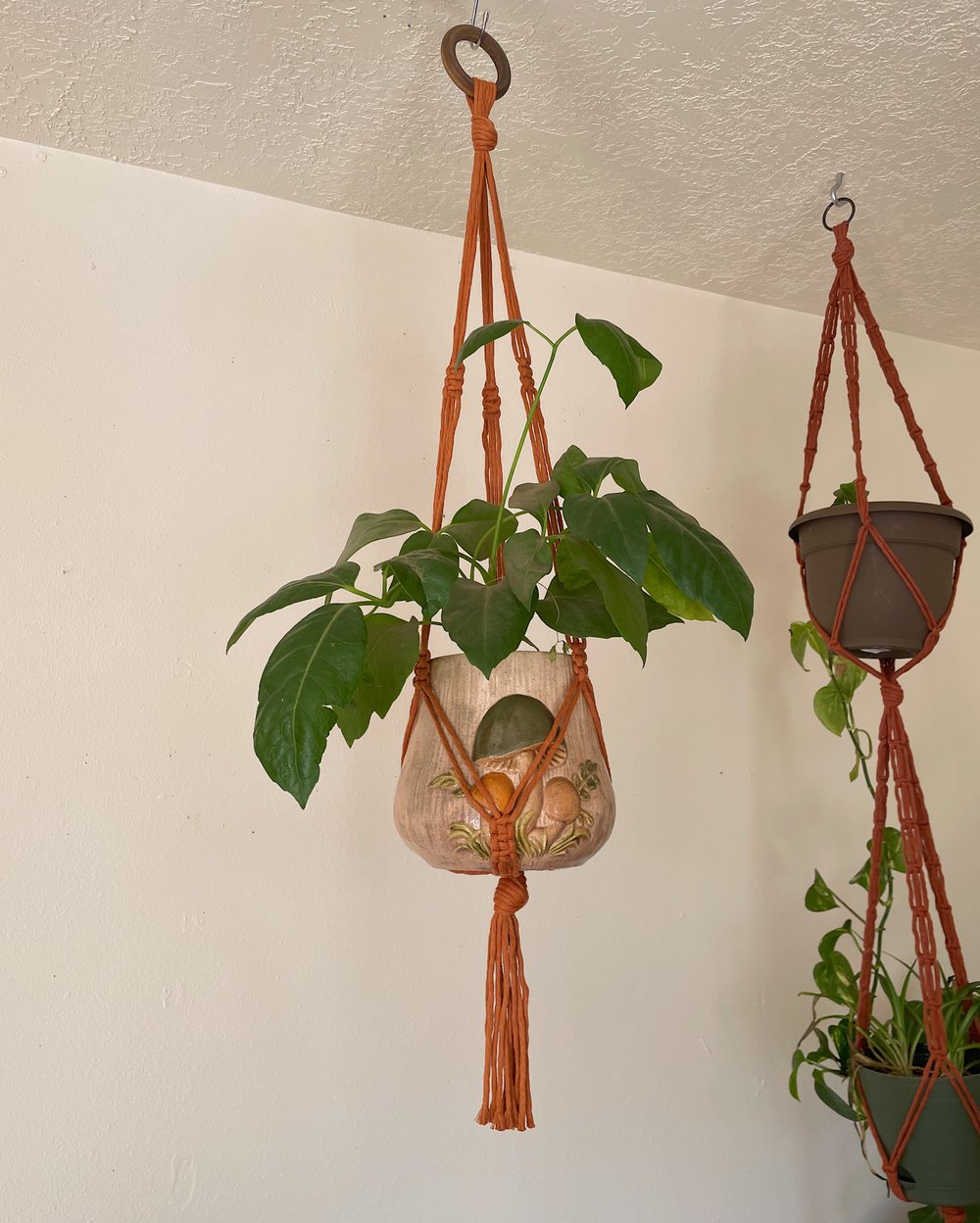 Image of Warm Series Plant Hangers