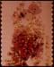 Image of Podobed #3
