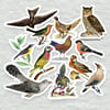 Assorted Realistic Colorful Bird Illustration Stickers (12 Pack)