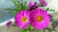Image 2 of Aster (Ruby/Wine)