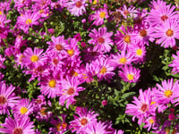 Image 3 of Aster (Ruby/Wine)