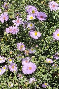 Image 3 of Aster (Mauve)