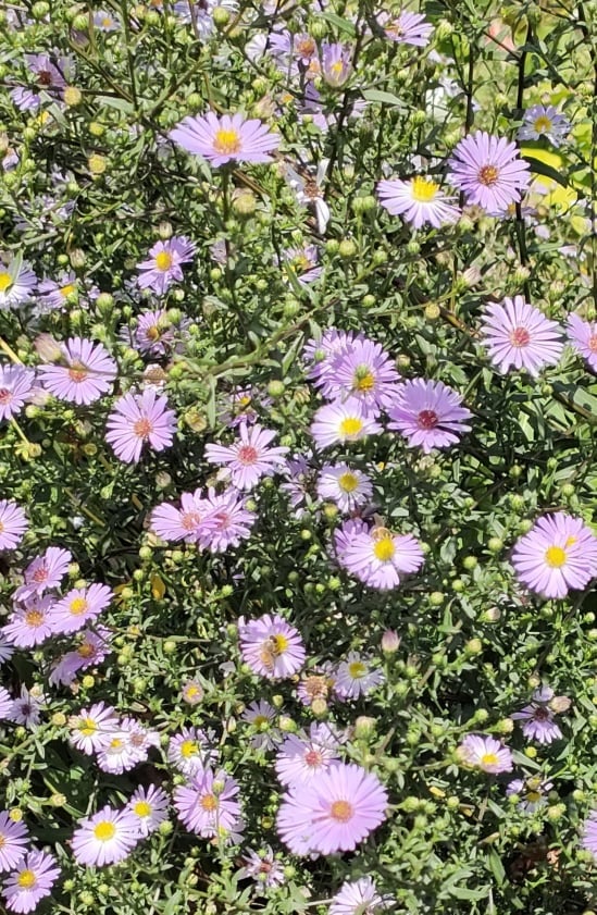 Image of Aster (Mauve)