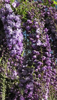 Wisteria floribunda 'Black Dragon'