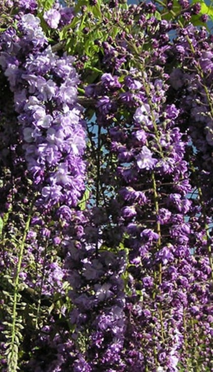 Image of Wisteria floribunda 'Black Dragon'