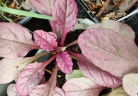 Ajuga reptans 'Port Wine'