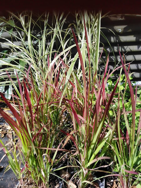 Image of Imperata cylindrica 'Red Baron' (Japanese Blood Grass)