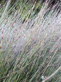 Image 1 of Apodasmia similis (Oioi)