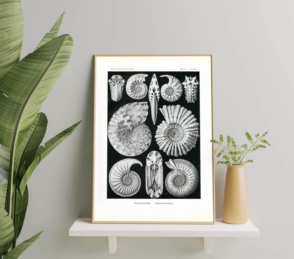 Ernst Haeckel - Seashells Vintage Biology Poster Print