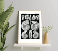 Image 2 of Ernst Haeckel - Seashells Vintage Biology Poster Print