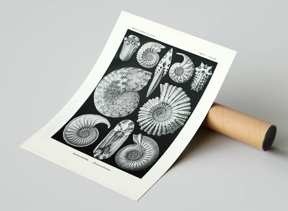 Ernst Haeckel - Seashells Vintage Biology Poster Print