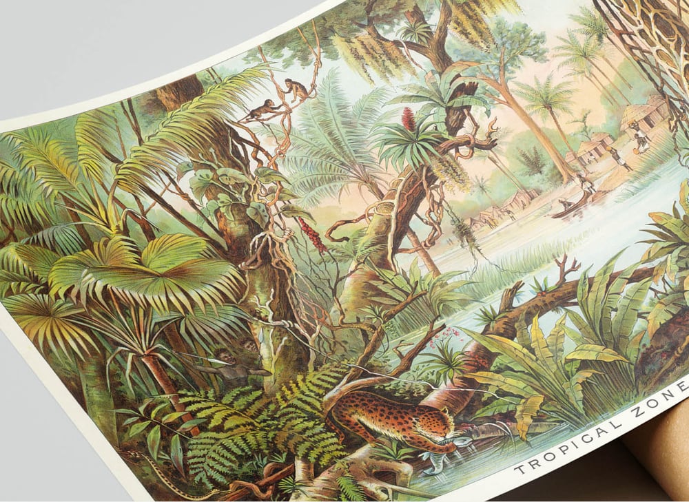 Tropical Zone - Geographical Nature Art Print Poster