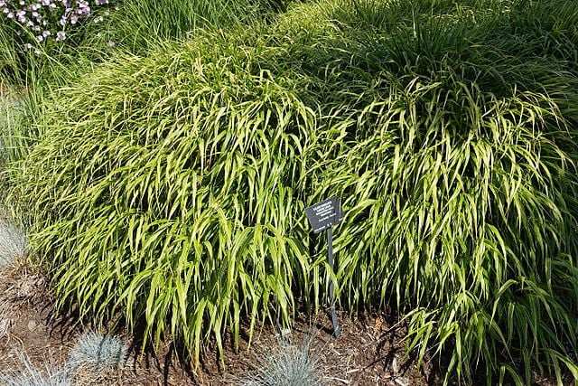 Image of Hakonechloa macra 'Alboaurea'