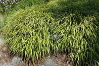 Hakonechloa macra 'Alboaurea'