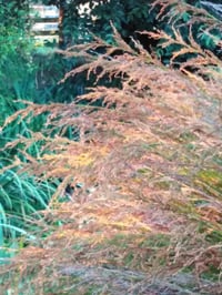 Image 2 of Apodasmia similis (Oioi)