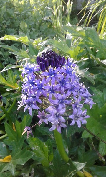 Image of Scilla peruviana