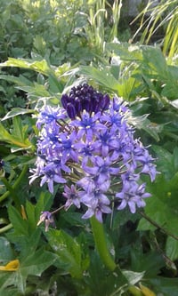 Scilla peruviana
