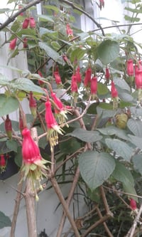 Fuchsia splendens