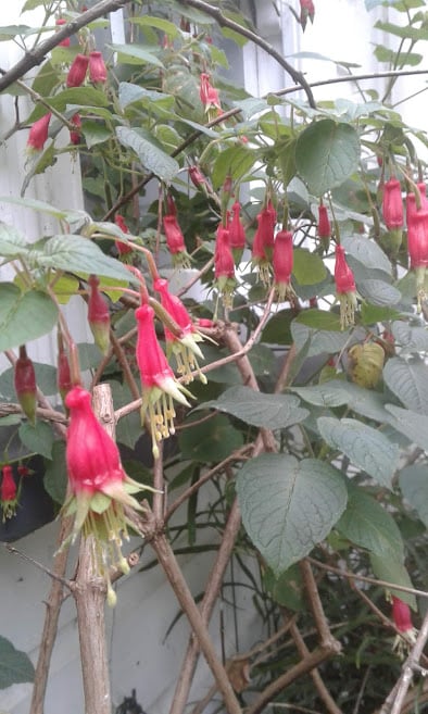 Image of Fuchsia splendens