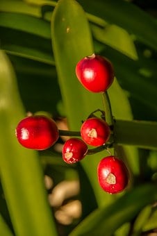 Image of Clivia - Various colours