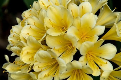 Image of Clivia - Various colours