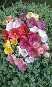 Image 1 of Abutilon - Various Colours