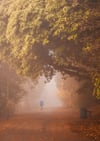 Foggy Walks at Balgay