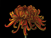 Chrysanthemum