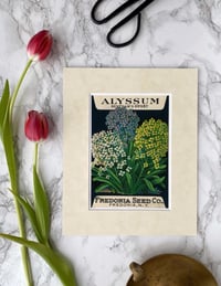 Alyssum - Fredonia Seed Co.