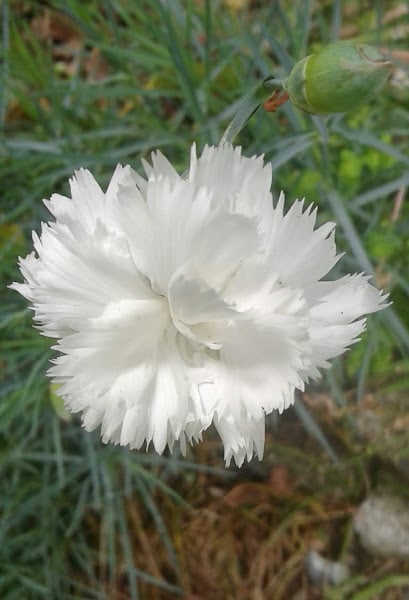 Image of Dianthus 'Mrs Sinkins'