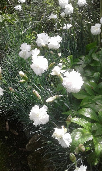 Image of Dianthus 'Mrs Sinkins'