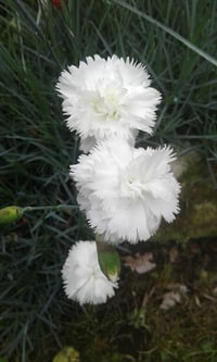 Image 3 of Dianthus 'Mrs Sinkins'