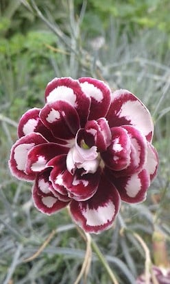 Image of Dianthus 'Dads Favourite'