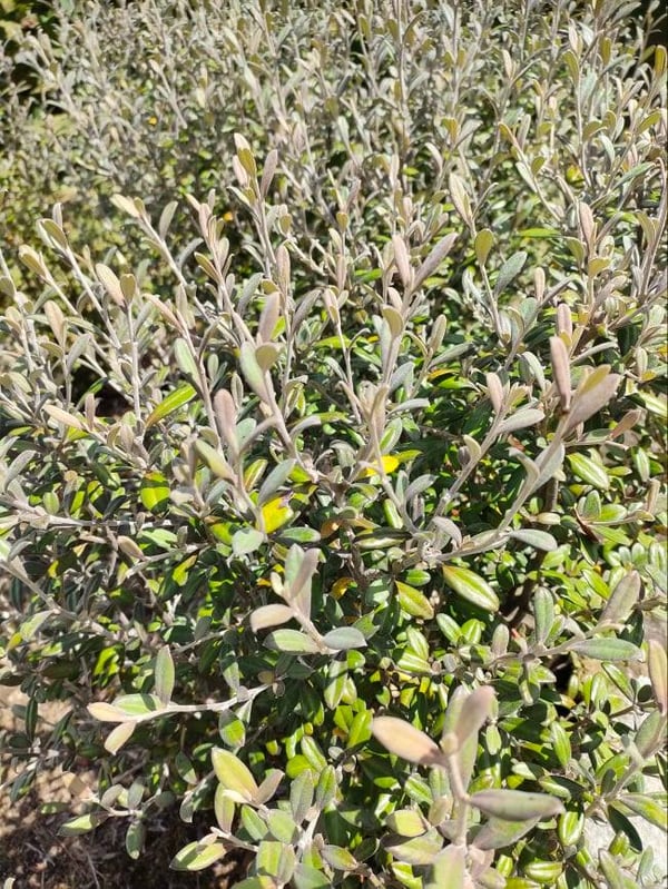 Image of Corokia 'Frosted Chocolate'