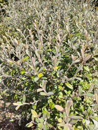 Image 1 of Corokia 'Frosted Chocolate'