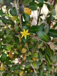 Image 2 of Corokia 'Frosted Chocolate'