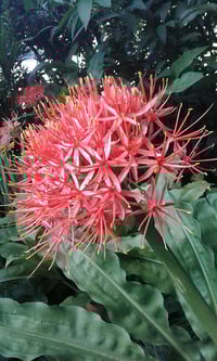 Image 1 of Scadoxus Katherinae