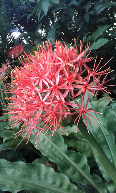 Image of Scadoxus Katherinae