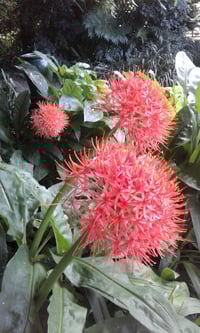 Image 2 of Scadoxus Katherinae