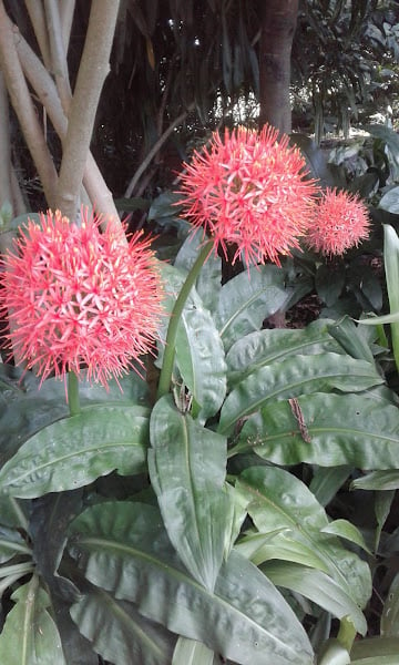 Image of Scadoxus Katherinae