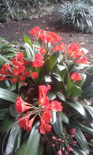 Image of Clivia - Various colours